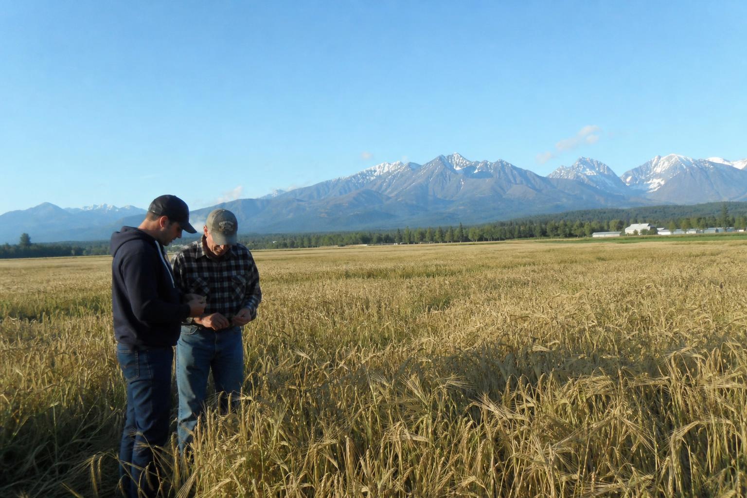 Alaskan Barley: Strengthening the State's Food Security - AgroPost