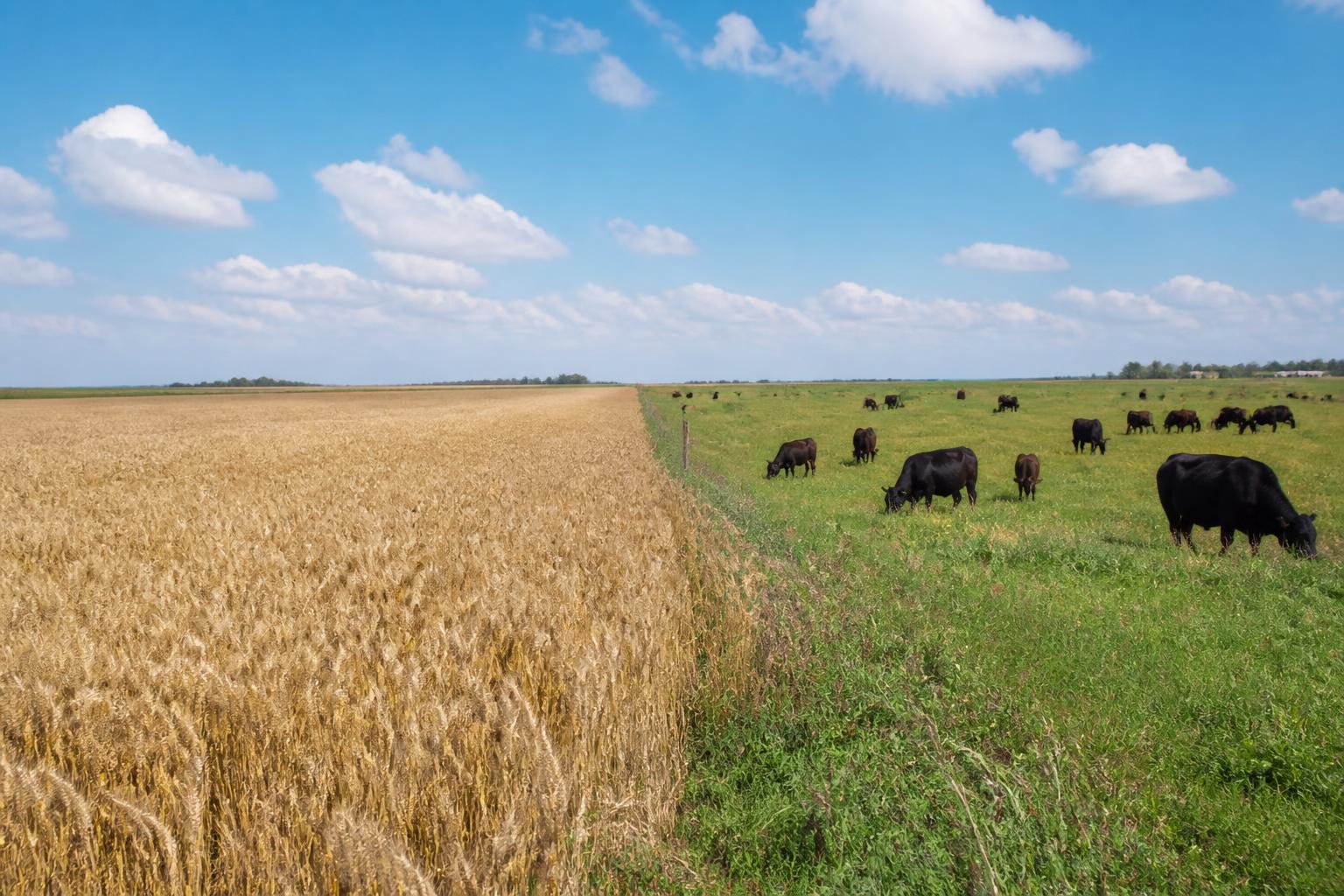 Kansas Grain Logistics: Mid-Summer Infrastructure and Market Updates - AgroPost