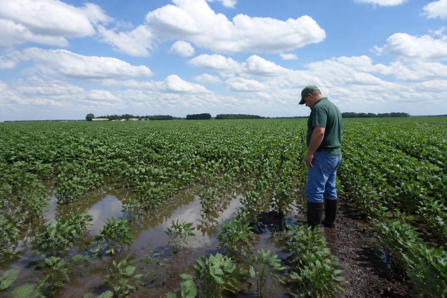 Illinois Field Management: Addressing Drainage Challenges During Mid-Summer - AgroPost