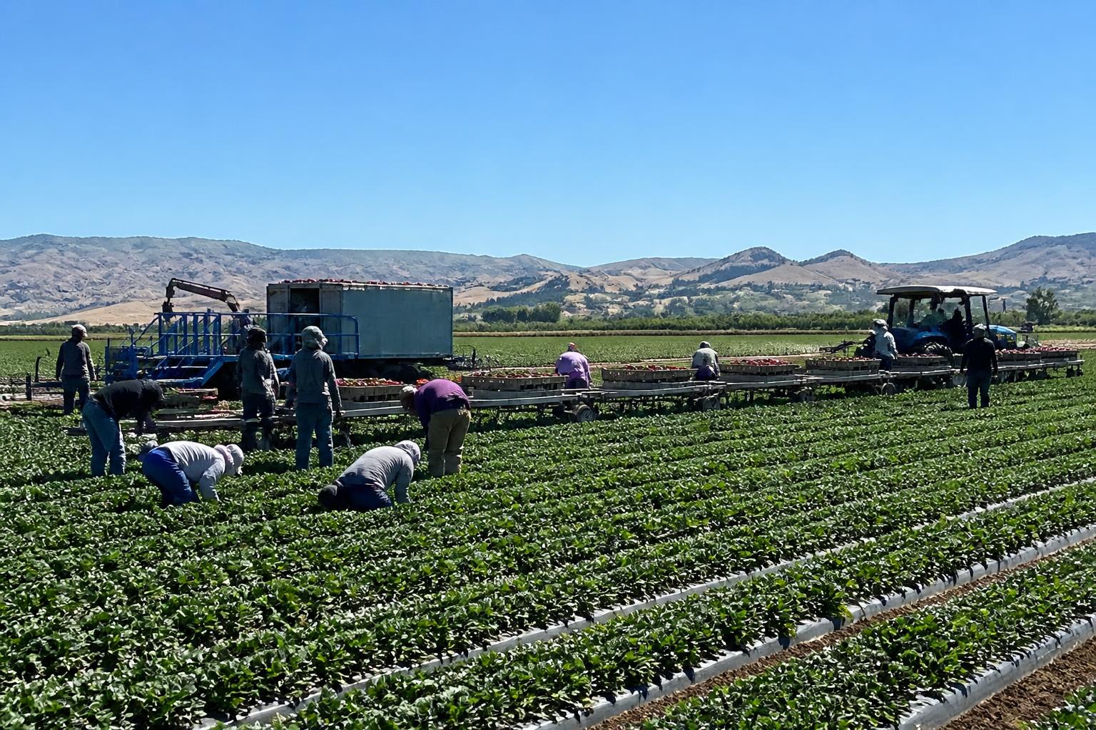 California Harvest Logistics: Navigating Mid-Summer Transport and Infrastructure Pressures - AgroPost