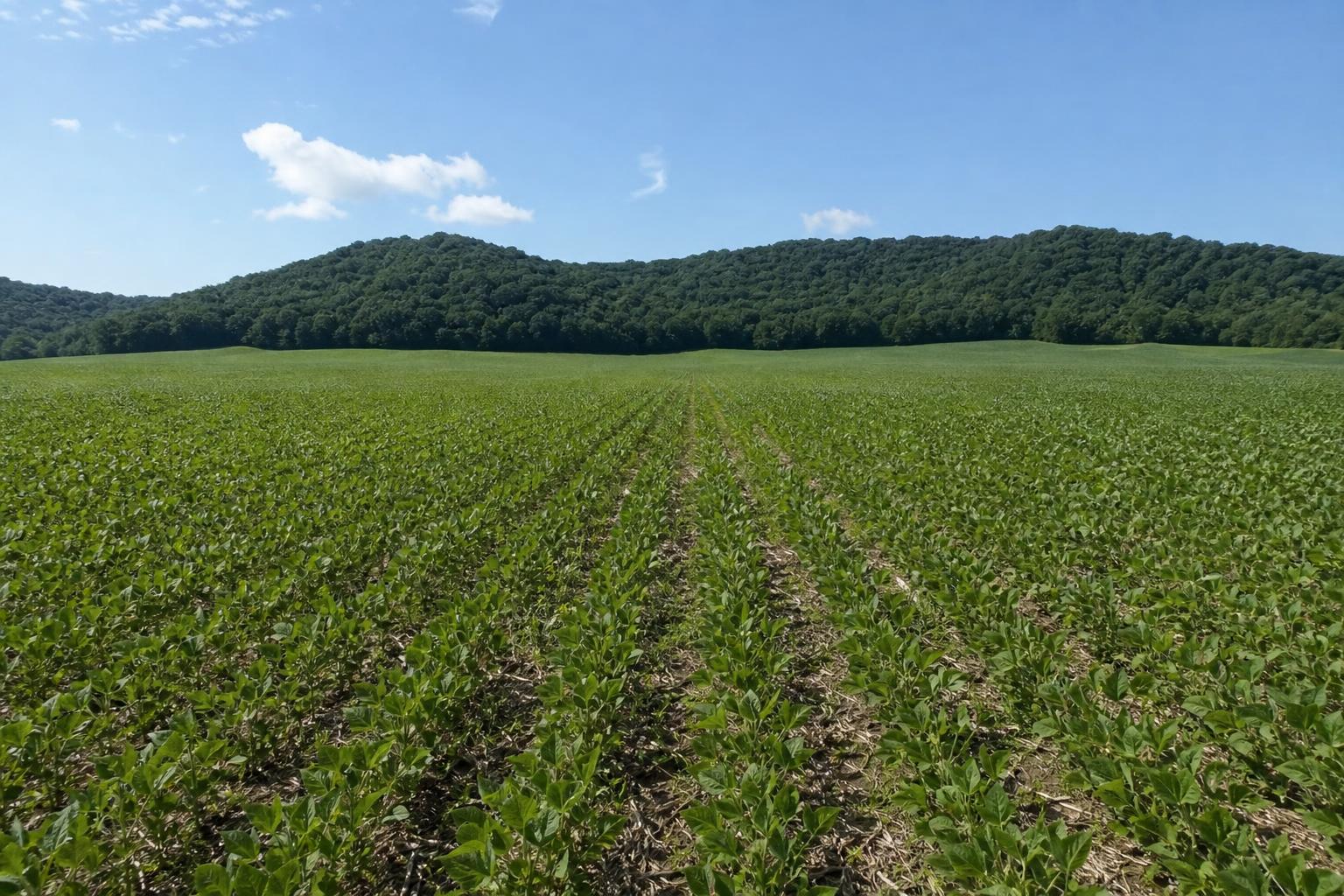 Tennessee Agriculture Market Update: Adapting to Summer's Challenges - AgroPost