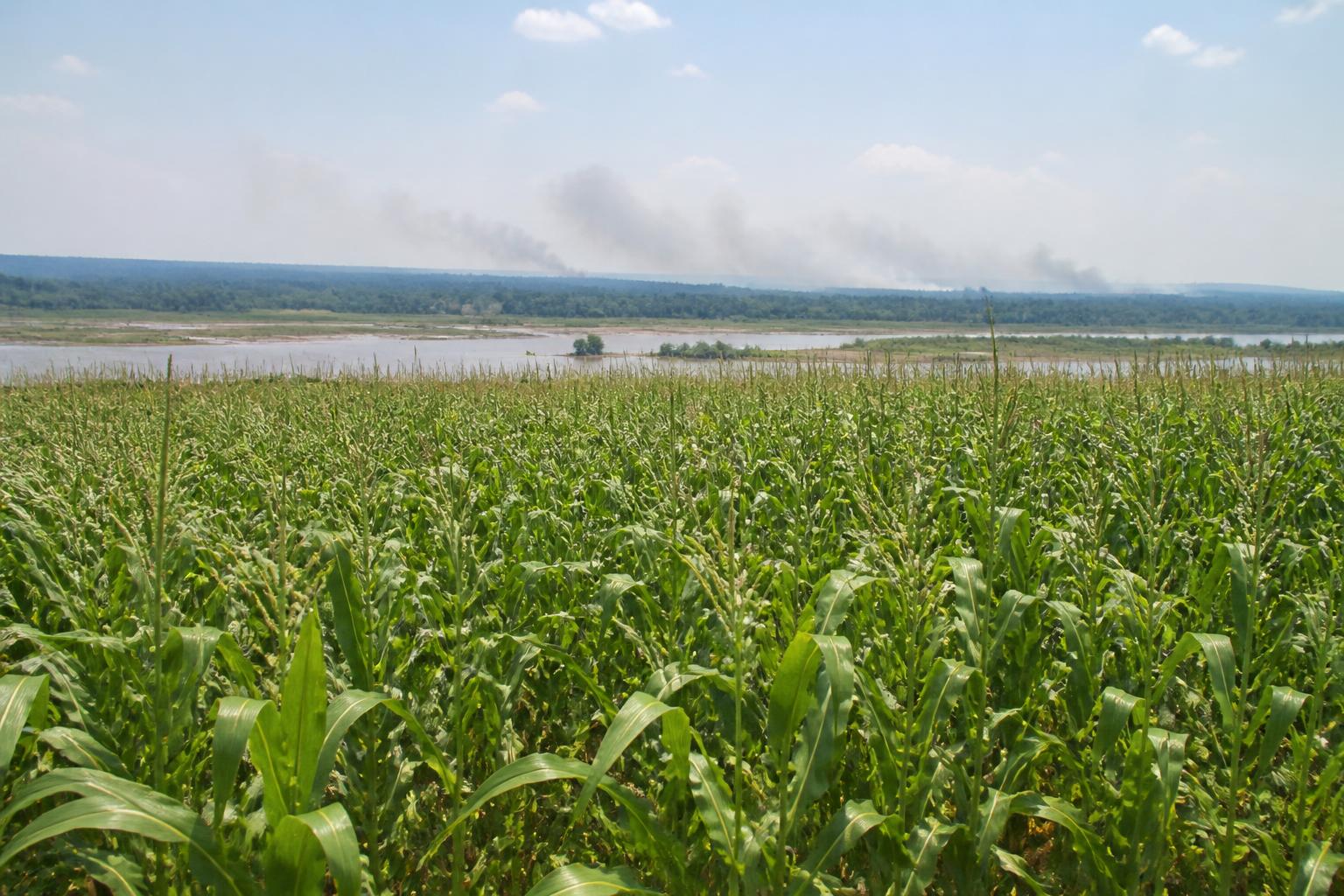 Texas Grain Market Update: Mid-Summer Price Volatility and Trade Policy Outlook - AgroPost