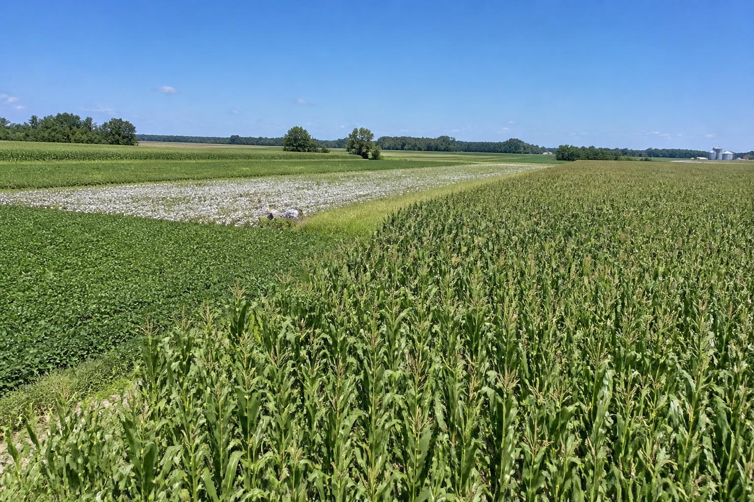 Summer Soil Management: Exploring Raw Rock Phosphate in Nevada - AgroPost