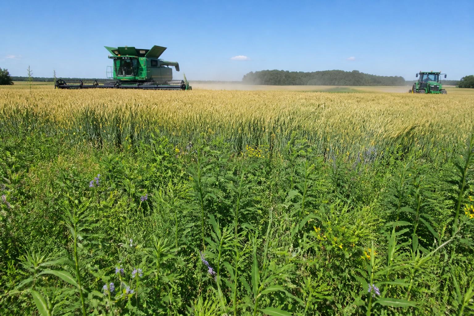 Minnesota Grain Market Outlook: Navigating Volatility and Policy Shifts - AgroPost