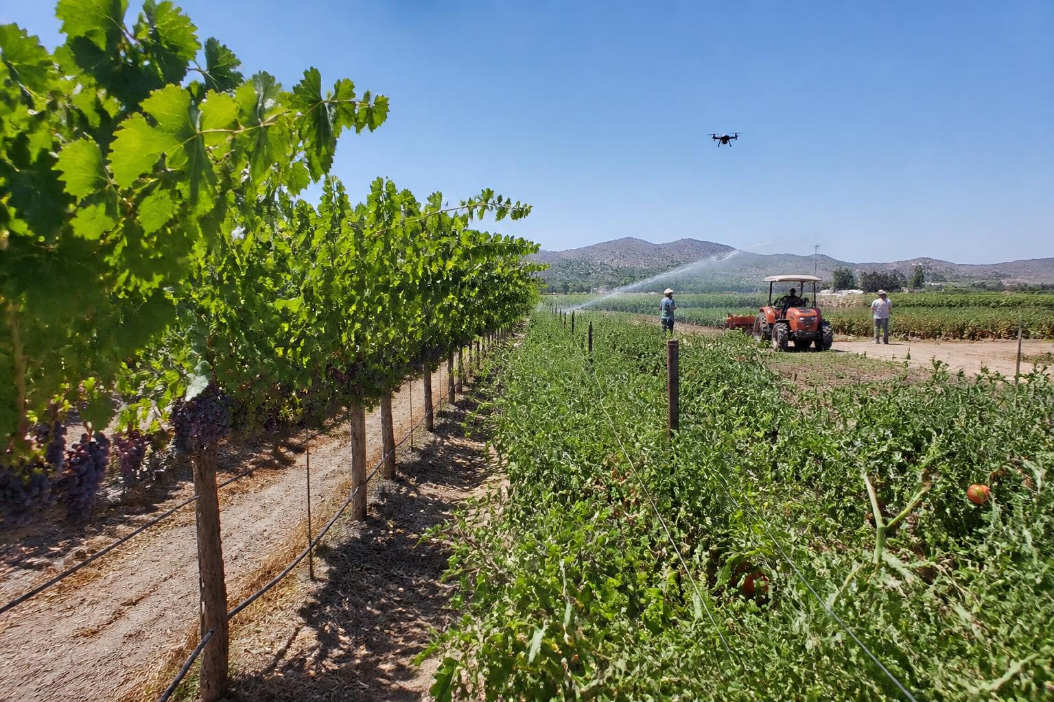 Arizona Ag Logistics: Managing Heat and Storage During Peak Summer Harvest - AgroPost