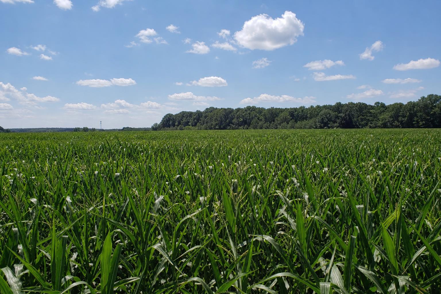 Wisconsin's Agricultural Market: Summer Trends and Challenges - AgroPost