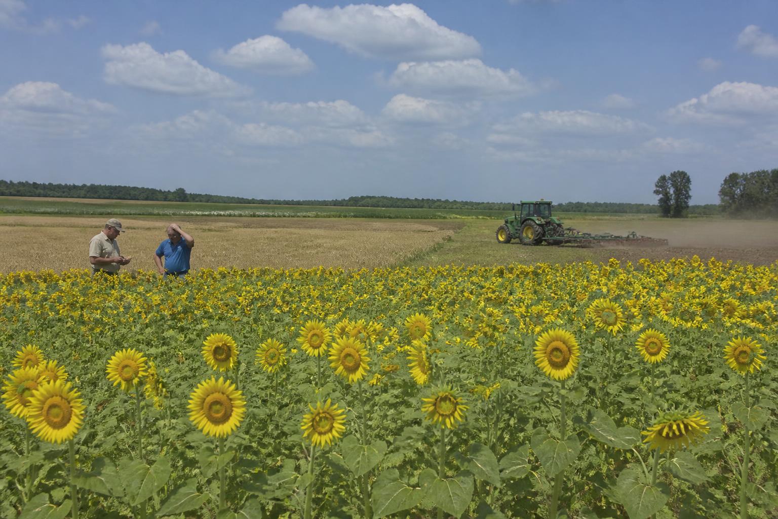 North Dakota Producers Navigate Mid-Summer Market and Crop Pressures - AgroPost