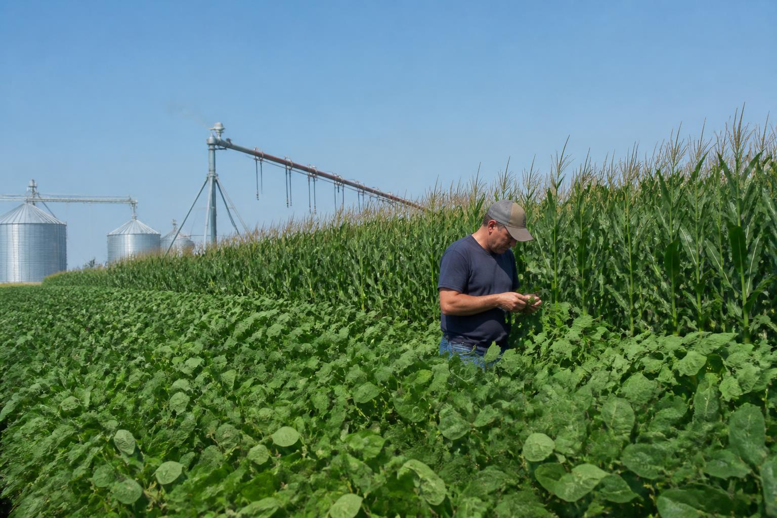 Navigating Nutrient Management and Field Pressures in Iowa - AgroPost