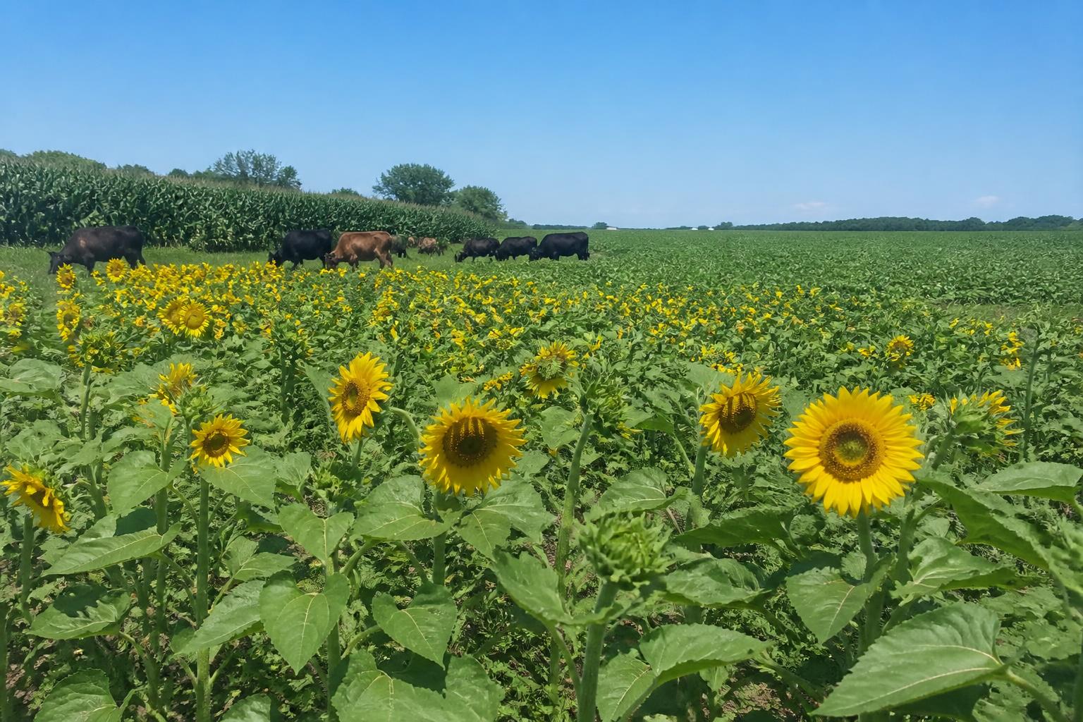 Minnesota Market Update: Managing Crop Protection and Input Efficiency - AgroPost