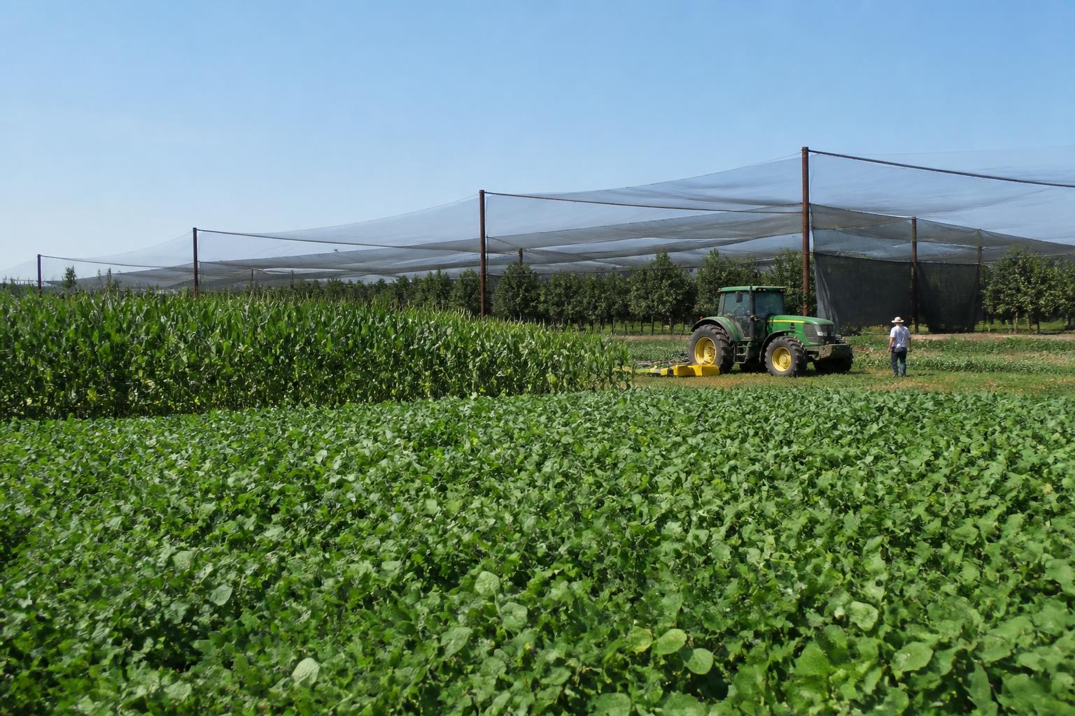 Florida Growers Monitor Market Pressures Amid Summer Operational Costs - AgroPost