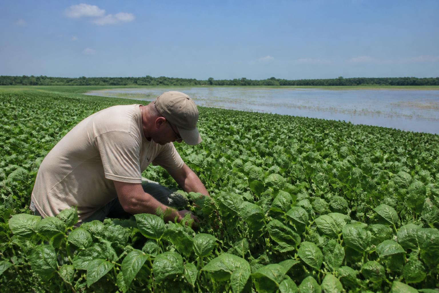 Louisiana Crop Protection Outlook: Managing Emerging Pest and Input Challenges - AgroPost