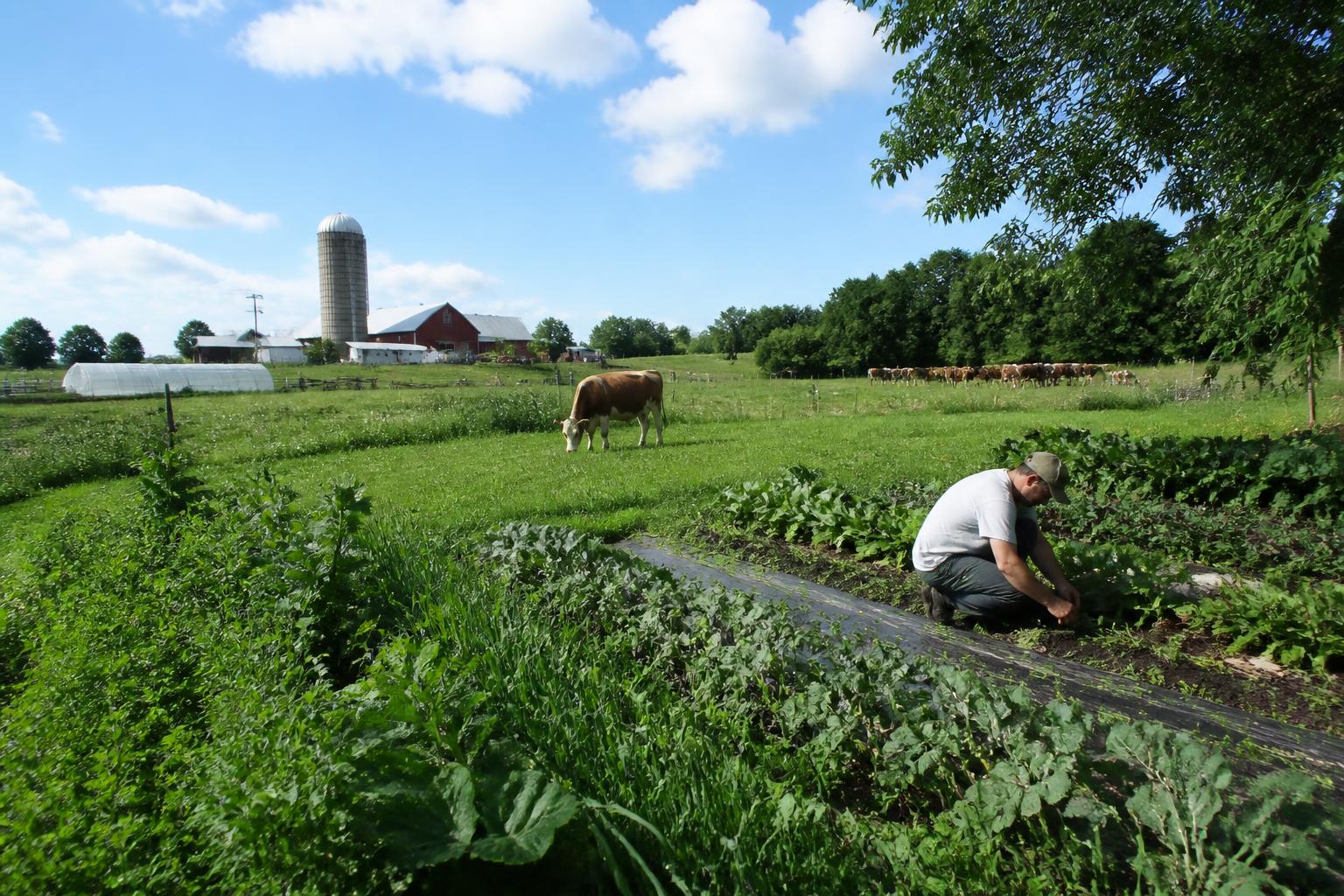 Wisconsin Market Watch: Navigating Mid-Summer Grain and Dairy Trends - AgroPost