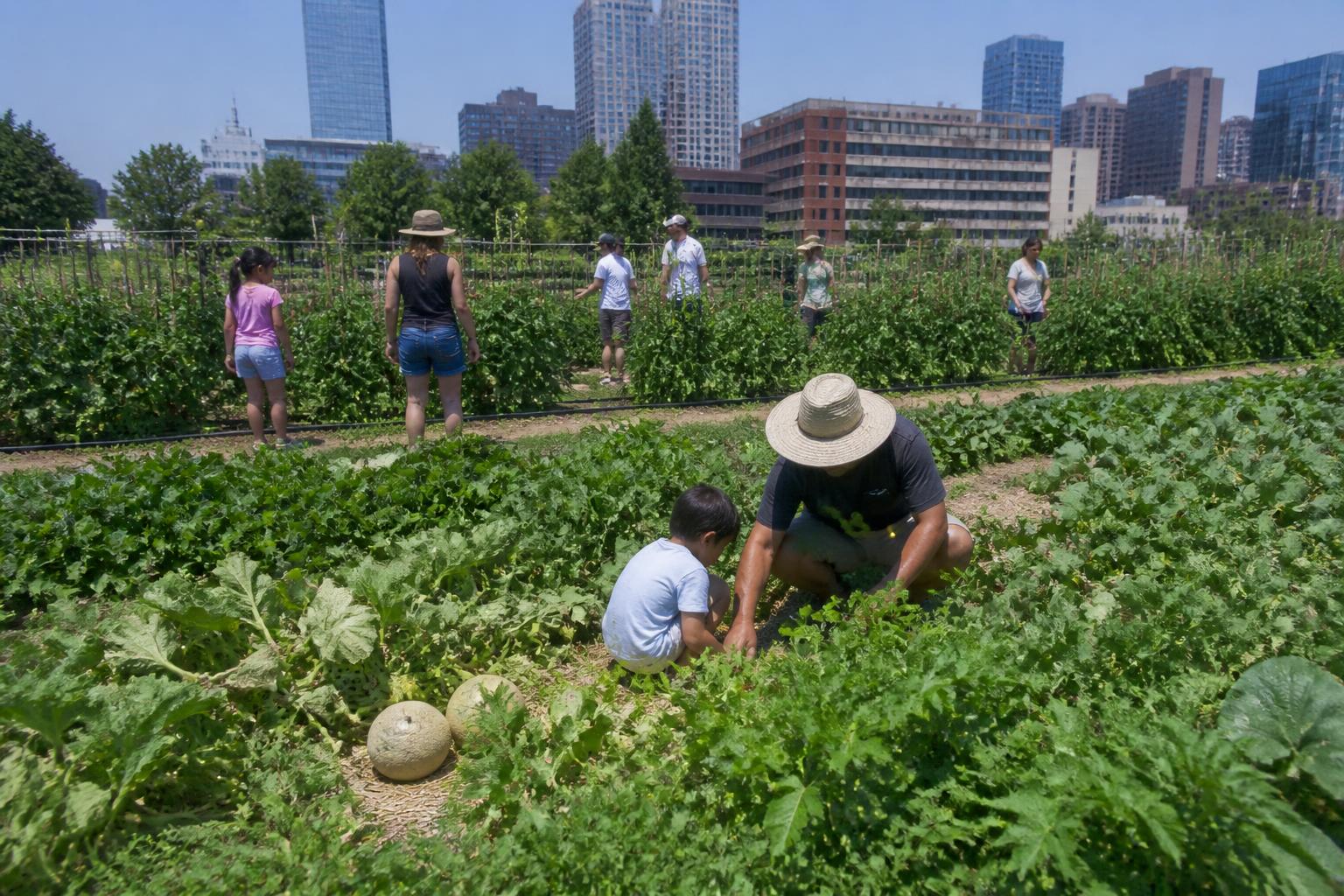 Arizona Ag Logistics: Navigating Water and Transport Constraints This Summer - AgroPost