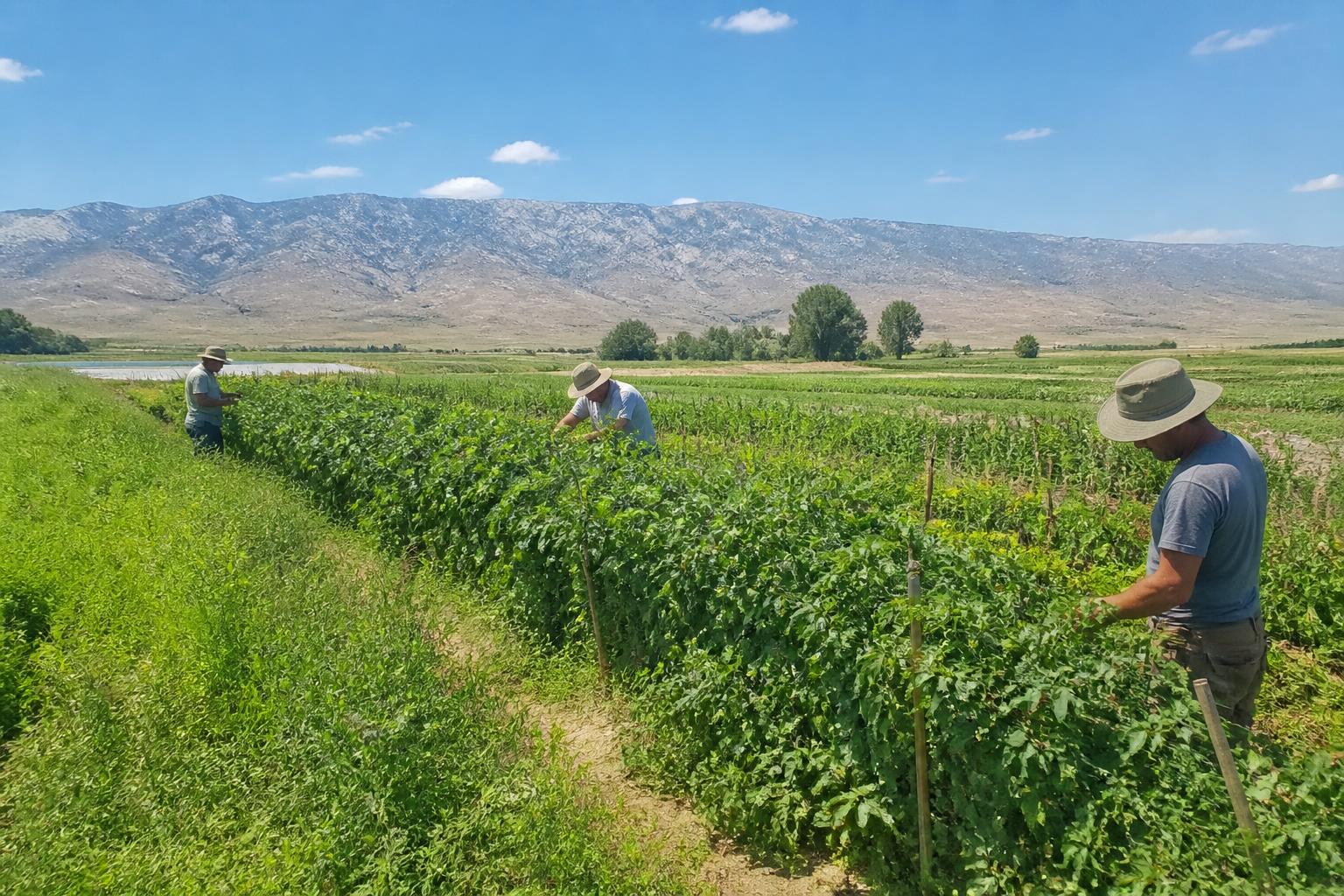 Navigating Land Use and Water Stability in Idaho's Summer Market - AgroPost