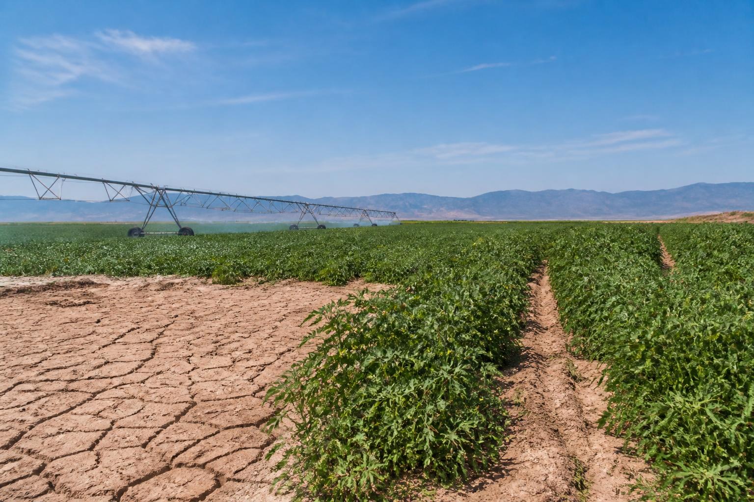 Navigating Summer Market Volatility and Logistics for Montana Growers - AgroPost
