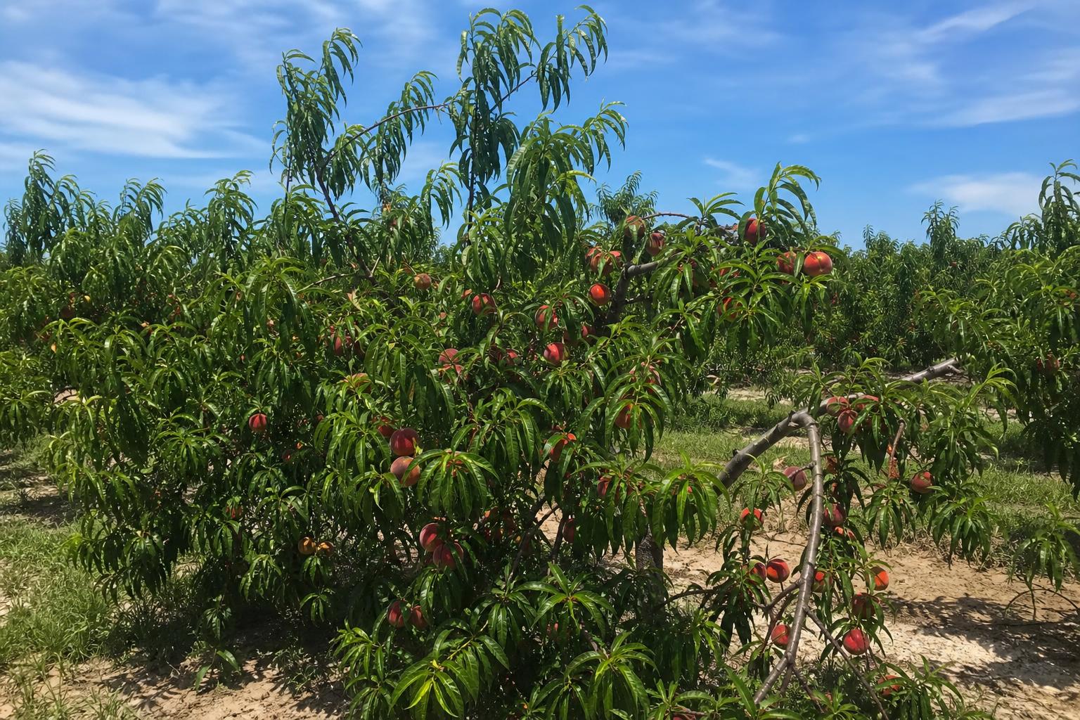 Florida's Diverse Agriculture Faces New Opportunities and Challenges - AgroPost