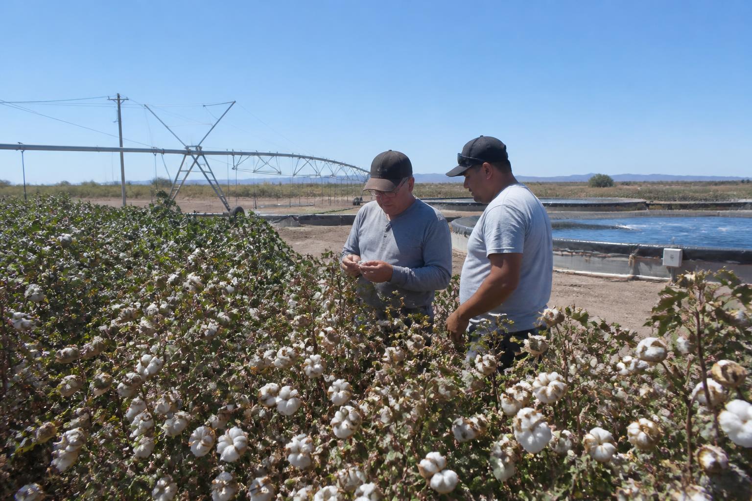 Arizona Ag Logistics: Managing Heat and Market Headwinds - AgroPost