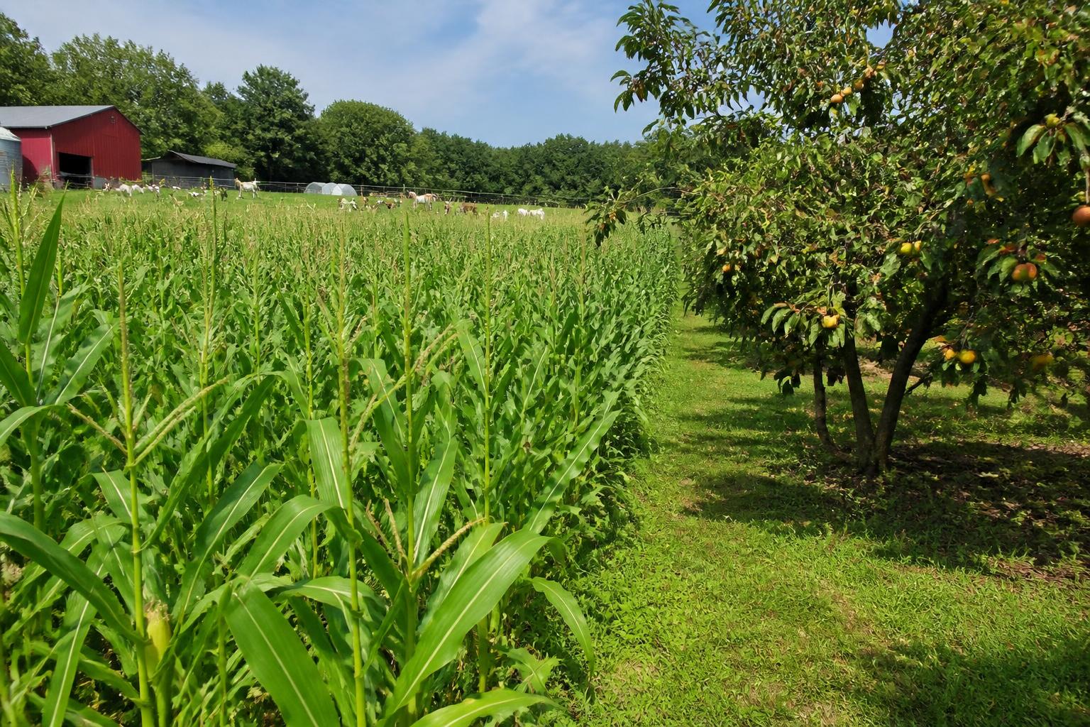 Maryland Fertilizer Markets: Managing Input Nuances Amidst Evolving Shore Regulations - AgroPost