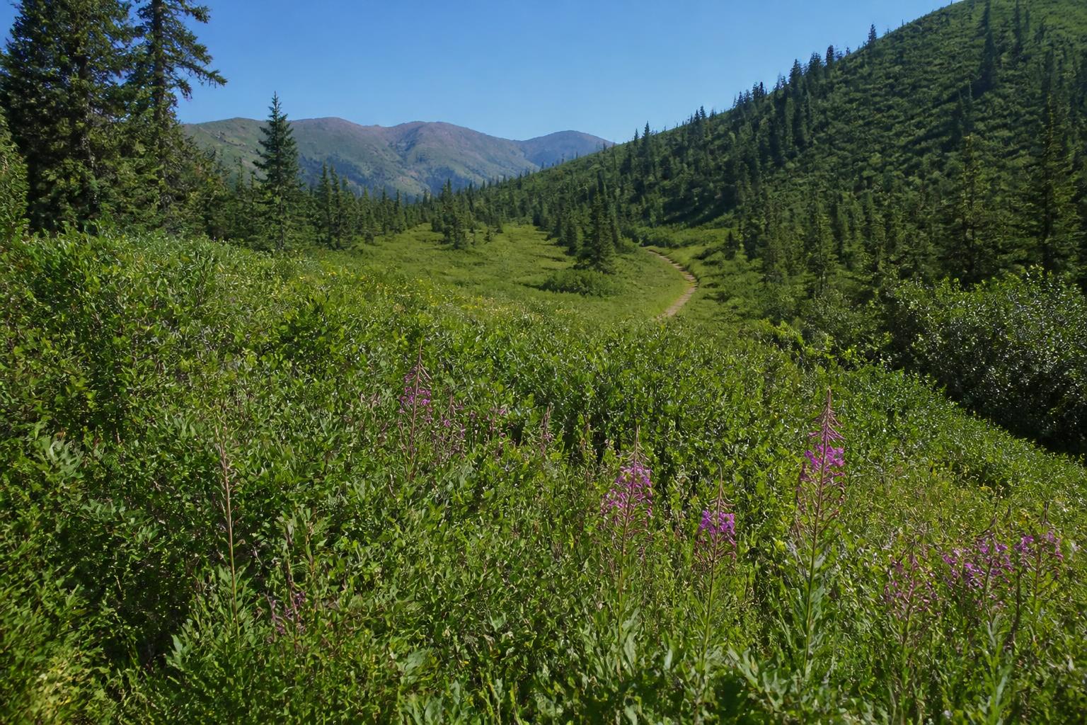 Navigating Alaskan Logistics During Peak Summer Activity - AgroPost