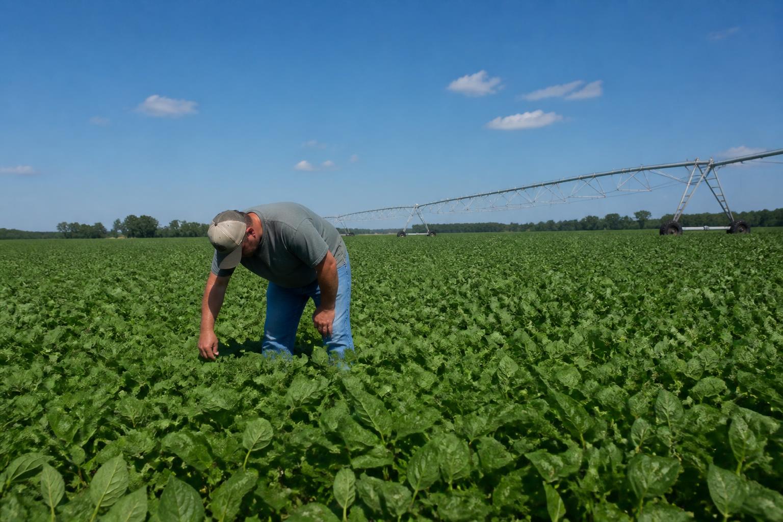 Navigating Heat Stress and Crop Protection Demands in South Carolina - AgroPost