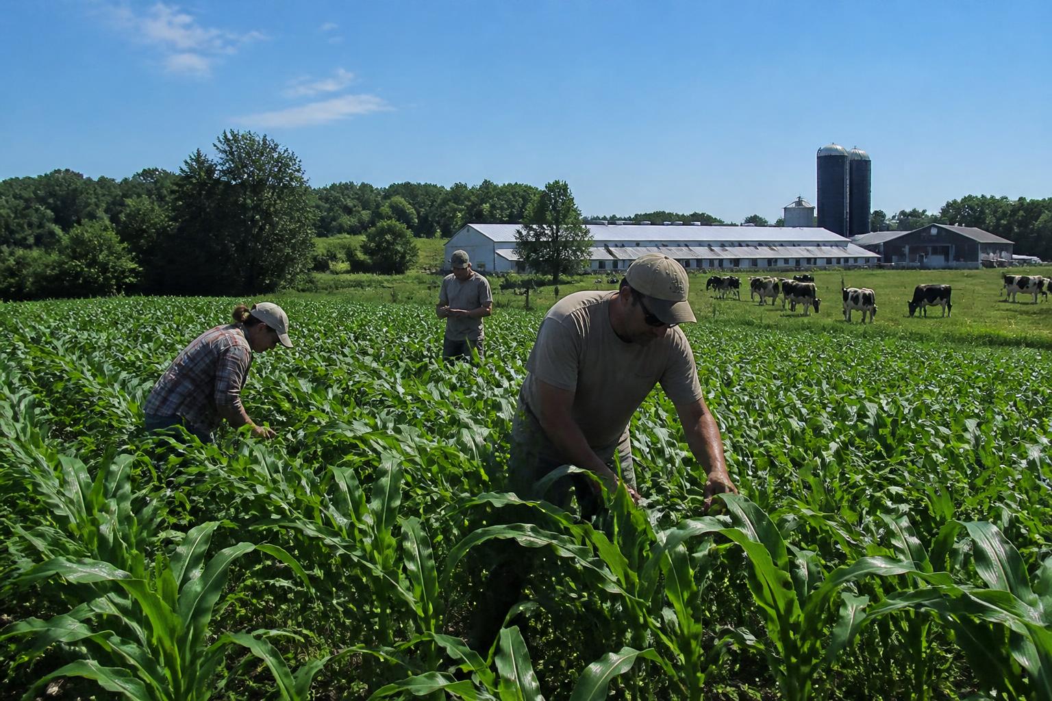 Connecticut Market Update: Corn Prices and Seasonal Operational Shifts - AgroPost