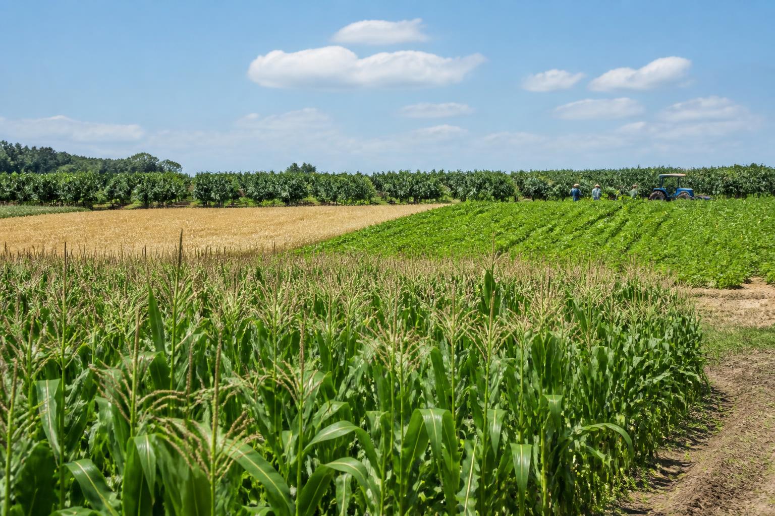 Georgia Corn Growers Solidify Future Support as Mid-Summer Season Intensifies - AgroPost