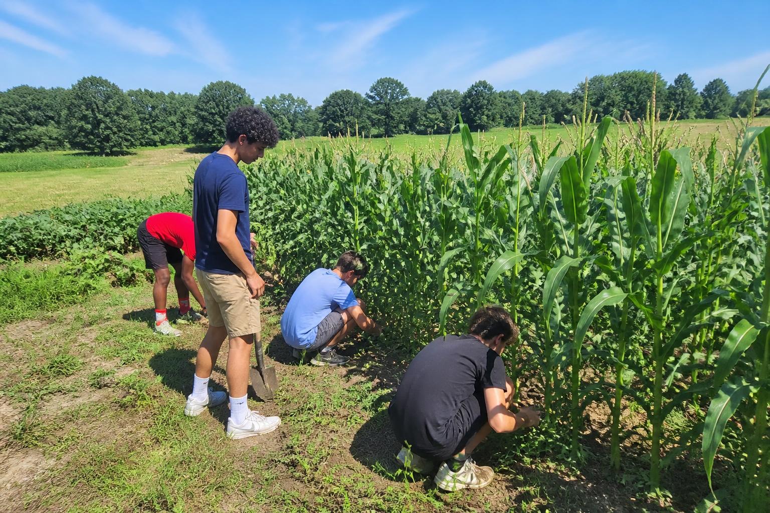Rhode Island Agriculture: Strengthening Local Systems and Input Sustainability