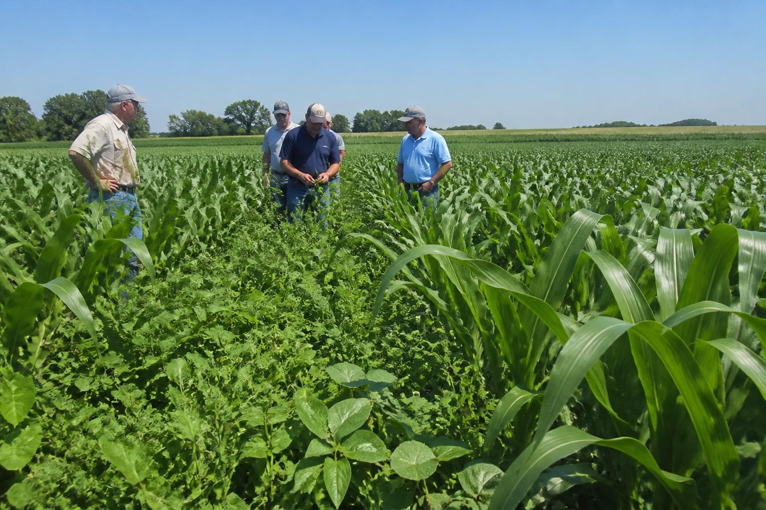 Field Protection and Crop Management: Mid-Summer Strategies for Ohio Growers - AgroPost