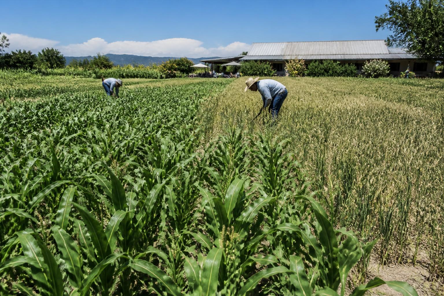 Utah Grain Market Update: Managing Supply Volatility and Rising Costs - AgroPost
