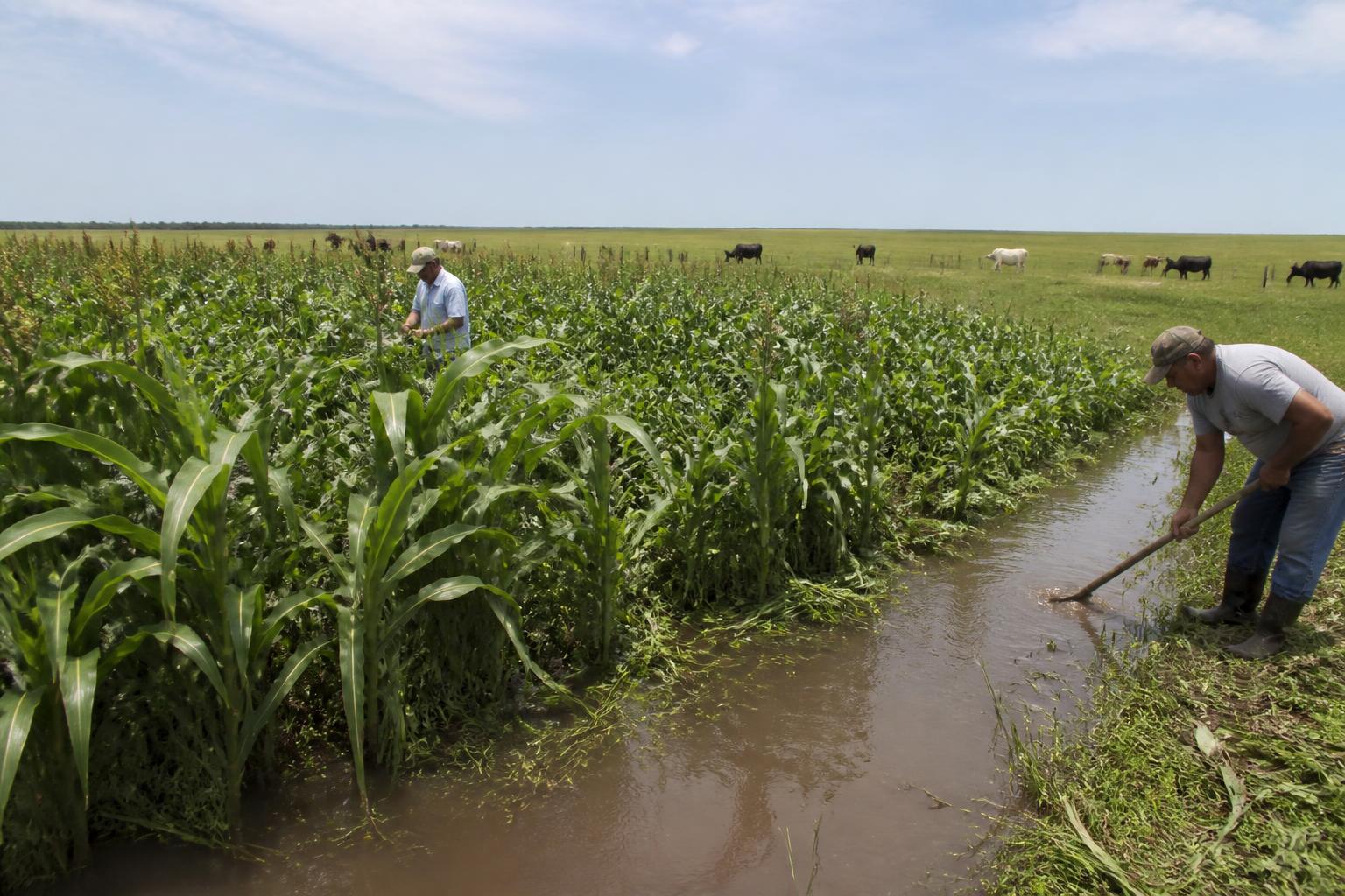 Texas Agricultural Alert: Protecting Herds and Crops Amid Emerging Biosecurity Risks - AgroPost