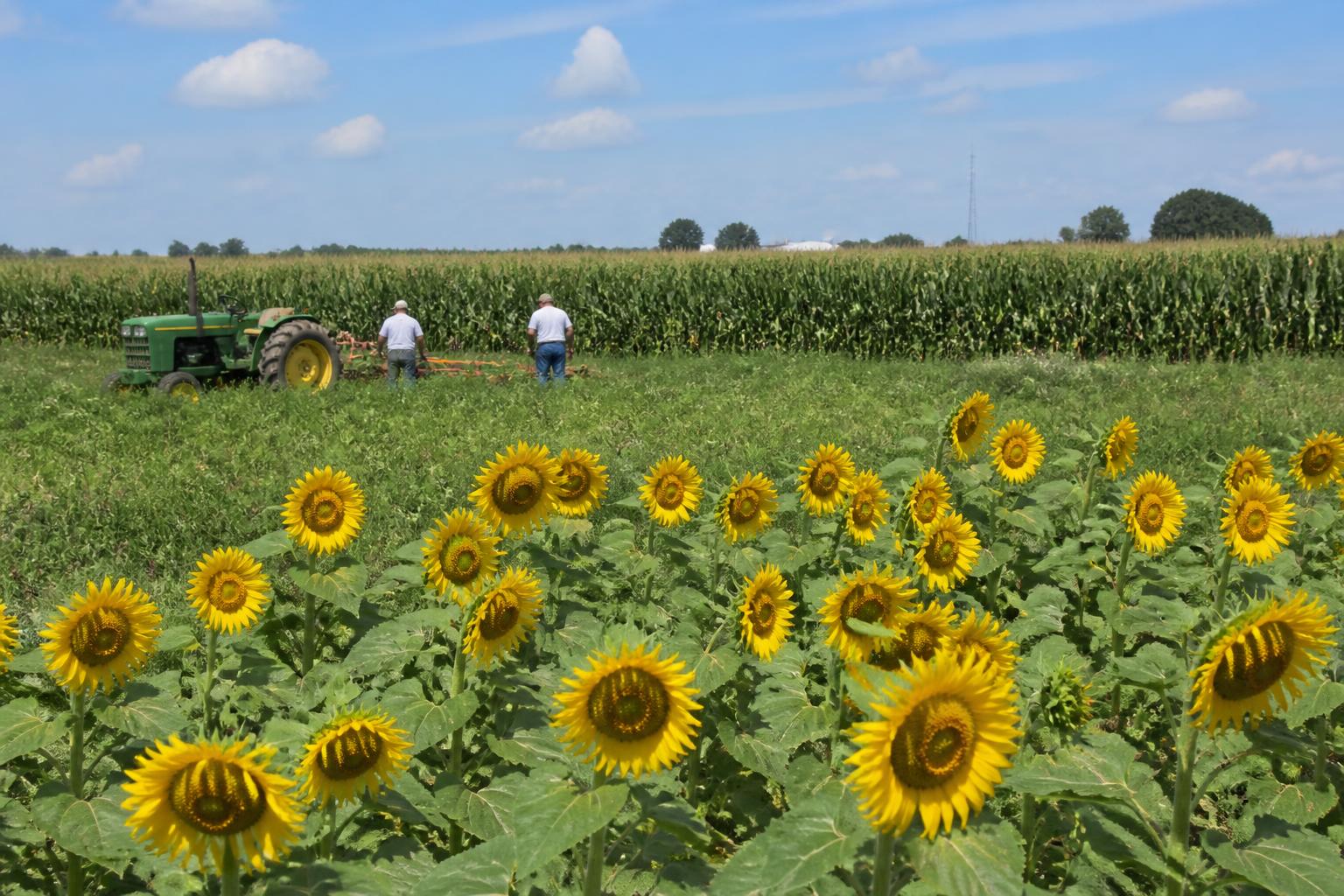 North Dakota Grain Markets Pulse: Navigating Mid-Summer Volatility - AgroPost