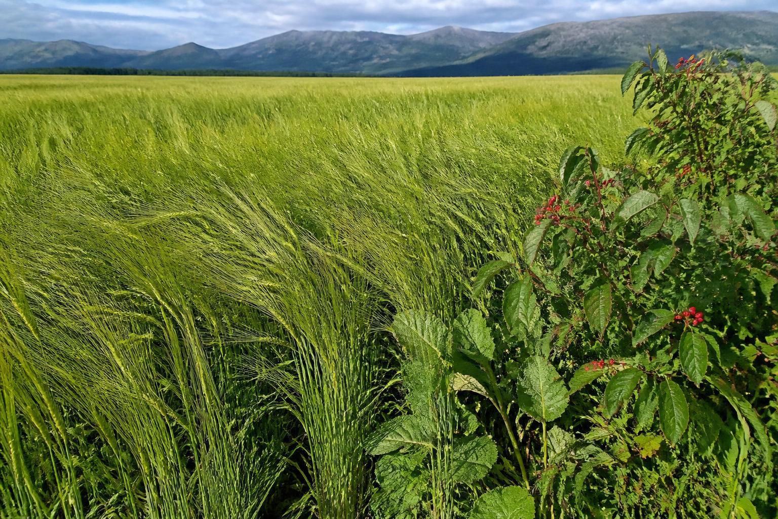 Alaska Barley Market and Logistics: A Mid-Season Update - AgroPost