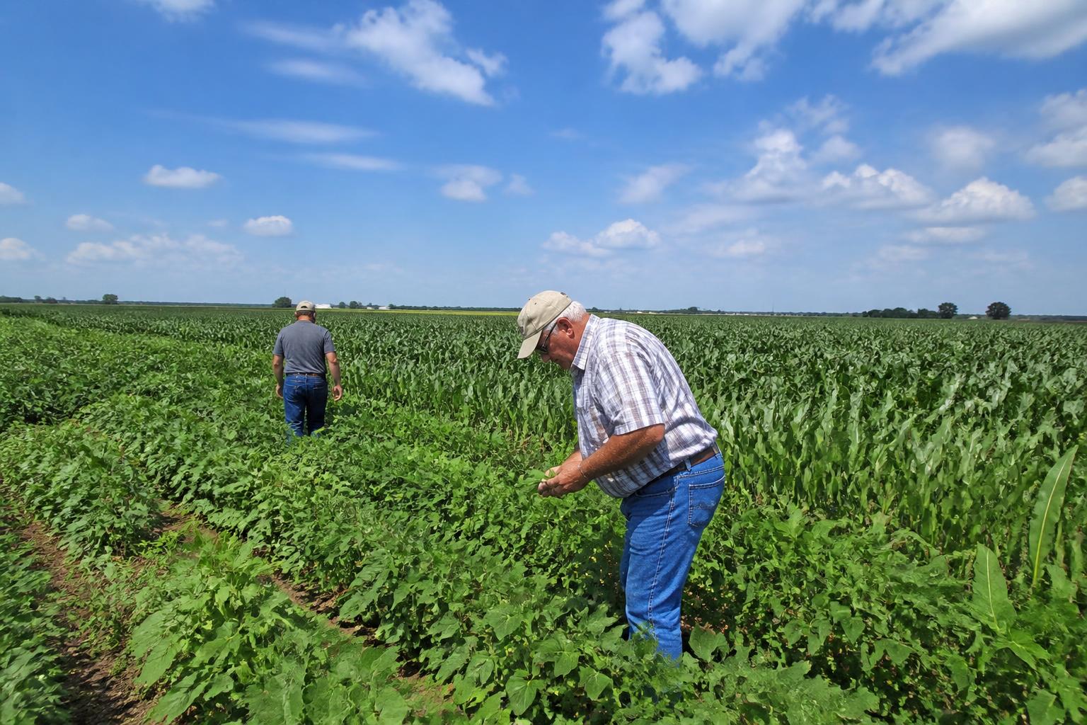 Delaware Crop Outlook: Managing Heat Stress and Field Challenges - AgroPost