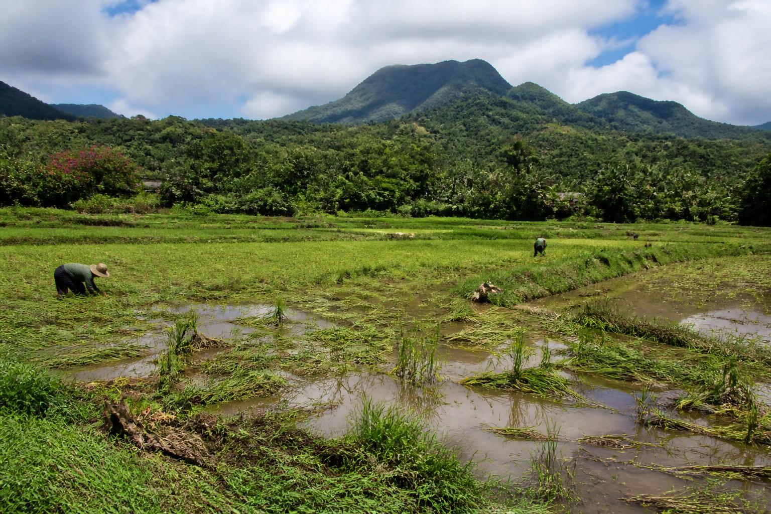 Navigating Resilience: Hawaii Agriculture Faces Climate and Biosecurity Challenges - AgroPost