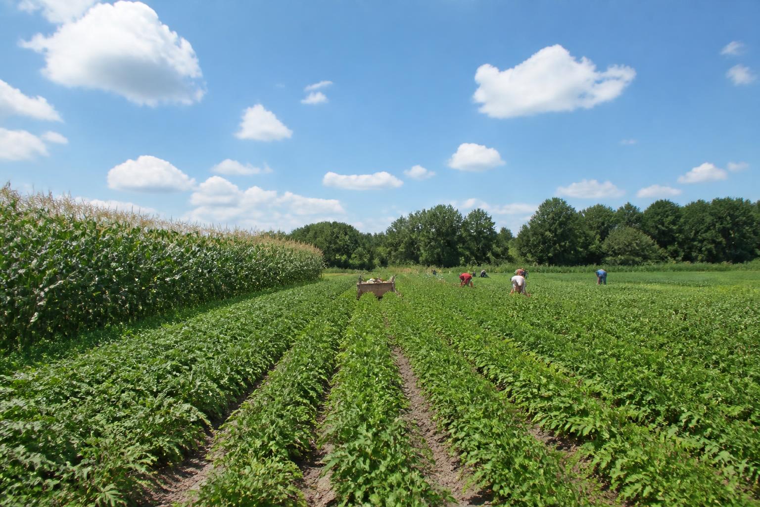 Maintaining Professional Momentum in North Dakota's Mid-Summer Market - AgroPost