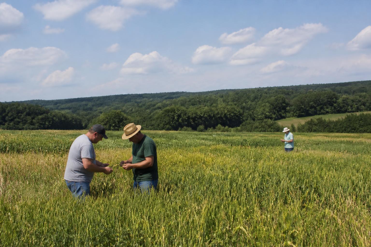Connecticut Market Update: Navigating Mid-Summer Grain Trends and Operational Challenges - AgroPost