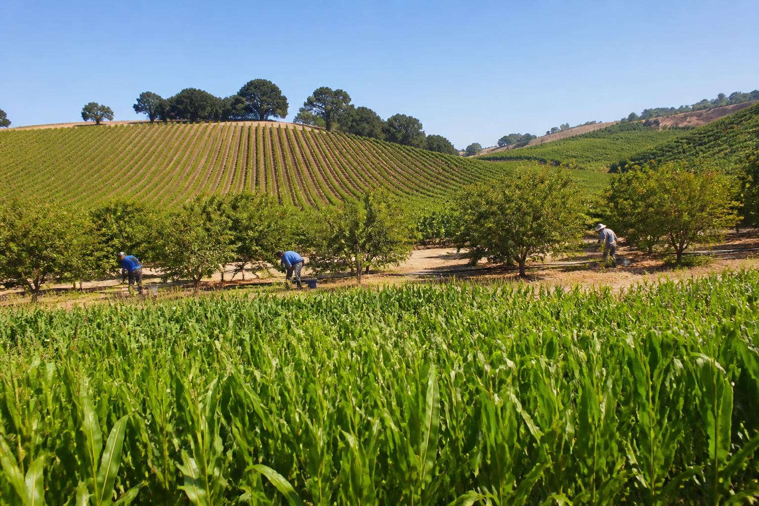 California Harvest Logistics: Navigating Mid-Summer Supply Chain Pressures - AgroPost