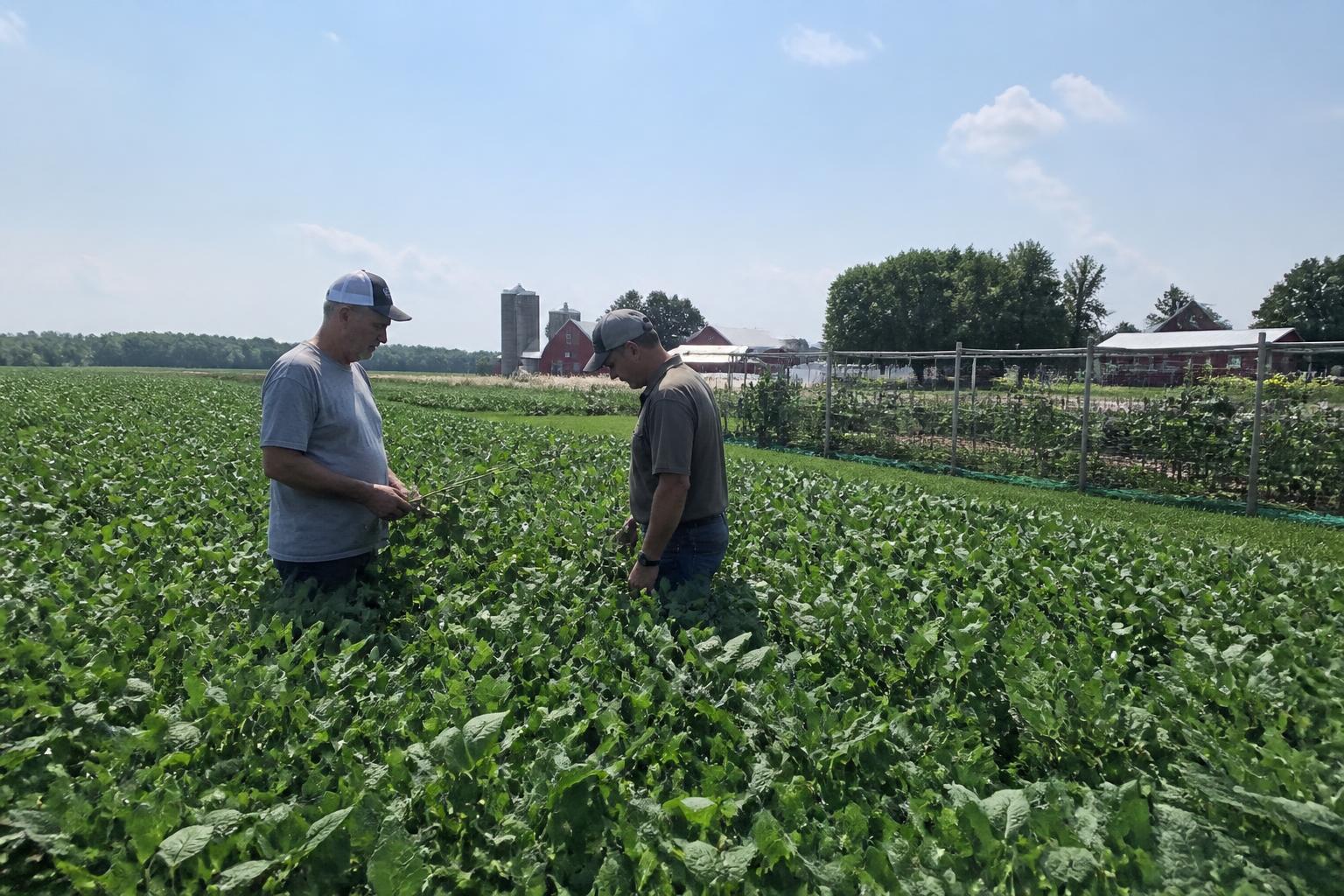 Missouri Grain Logistics and Market Outlook: Mid-Summer Considerations - AgroPost