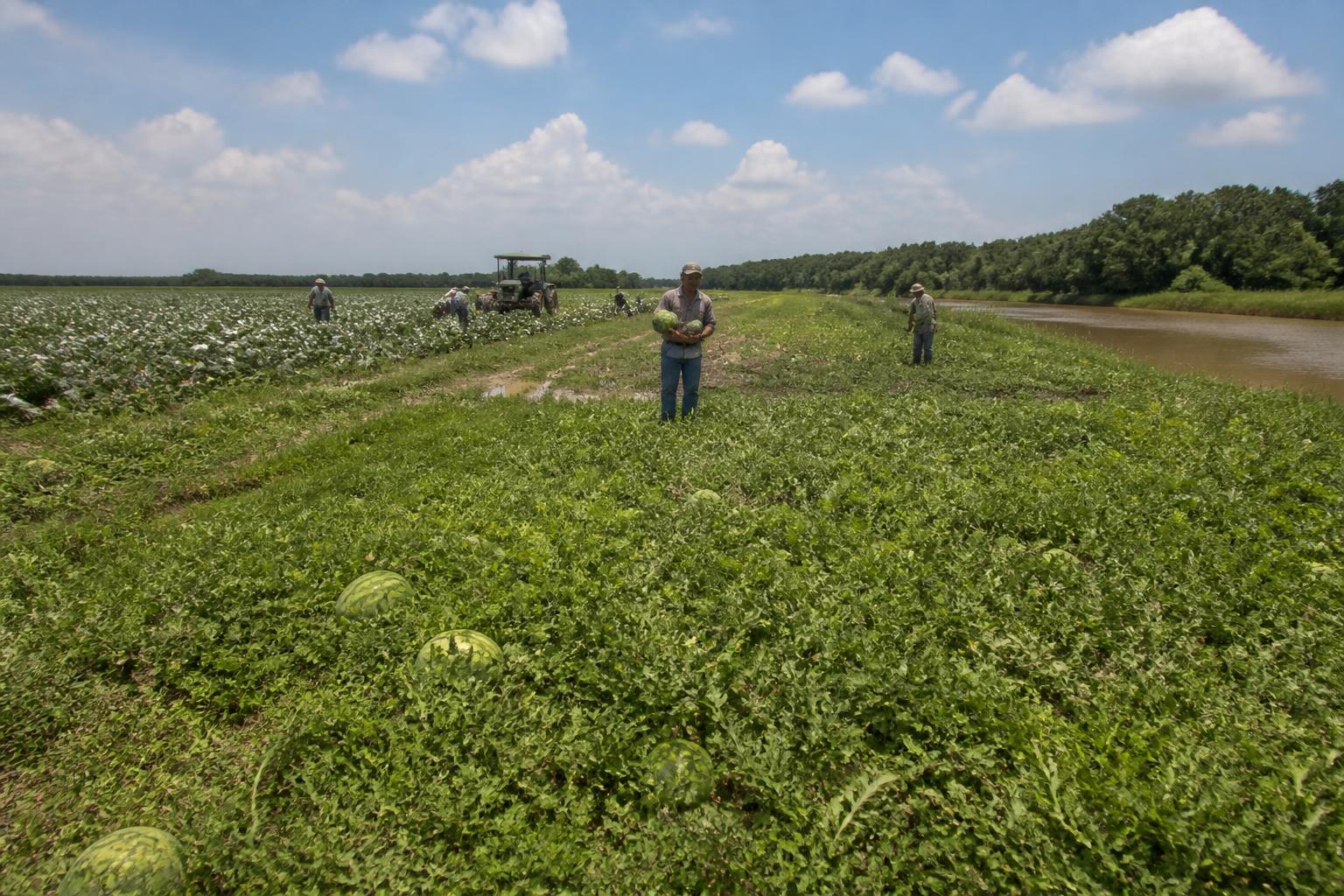 Monitoring Crop Stress and Environmental Factors in Mississippi - AgroPost