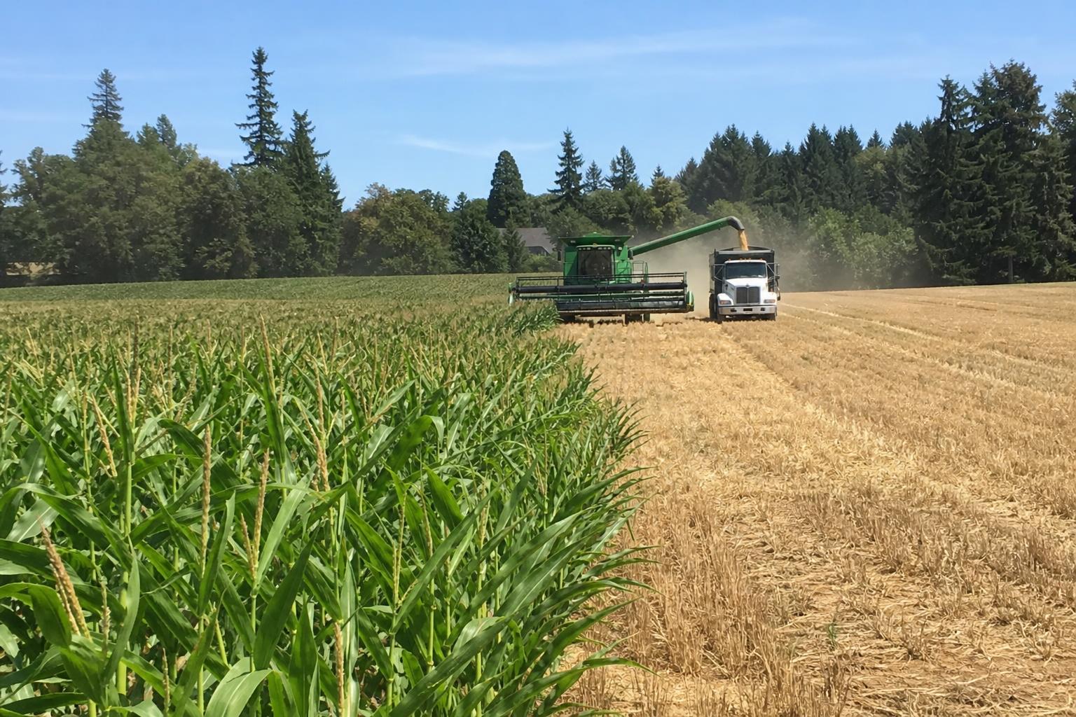 Oregon Wheat and Corn Market: Current Trends and Challenges