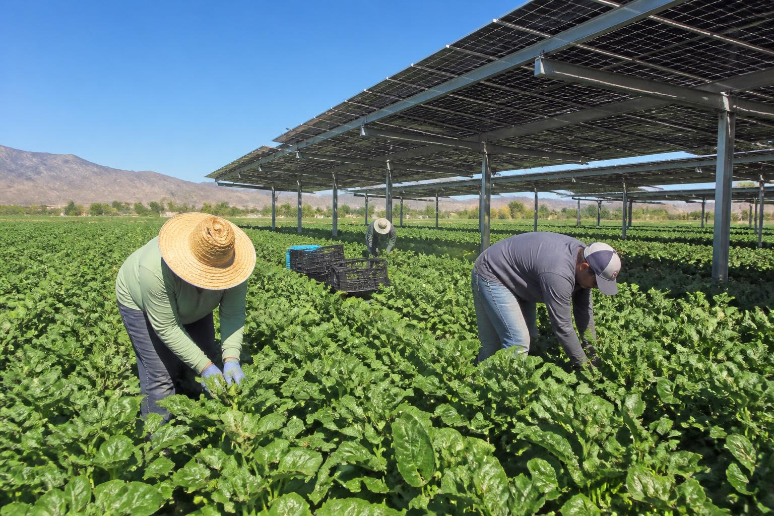 Arizona Ag Logistics: Navigating Mid-Summer Transport and Supply Hurdles - AgroPost