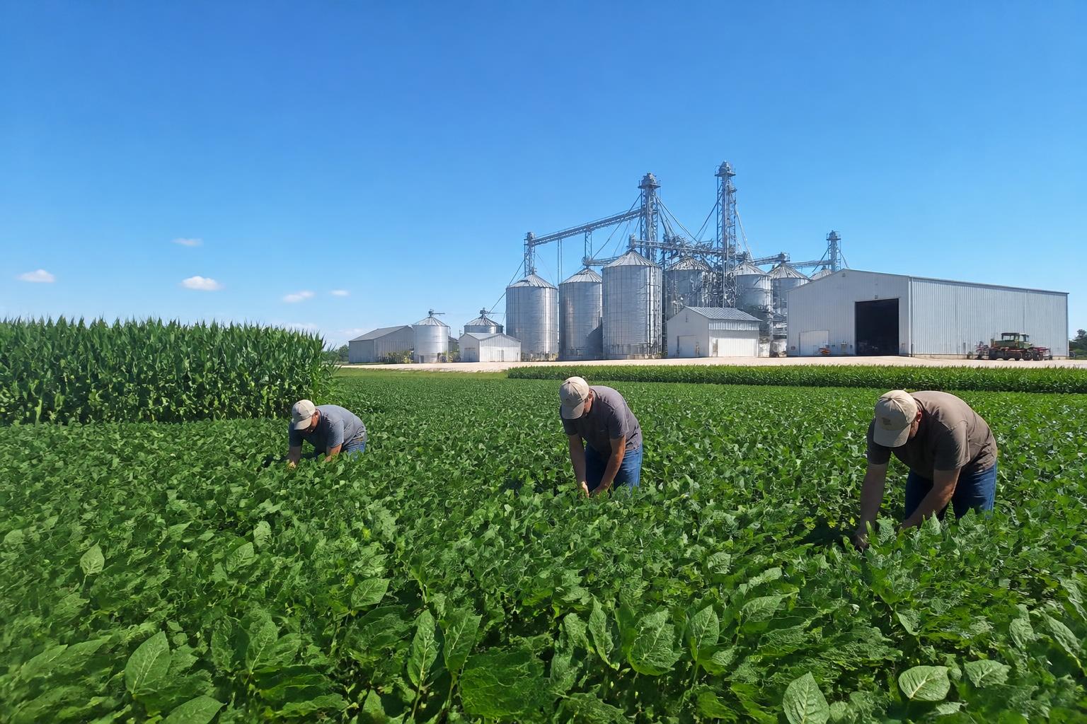 Nebraska Field Management: Navigating Pest Pressures and Regulatory Standards - AgroPost