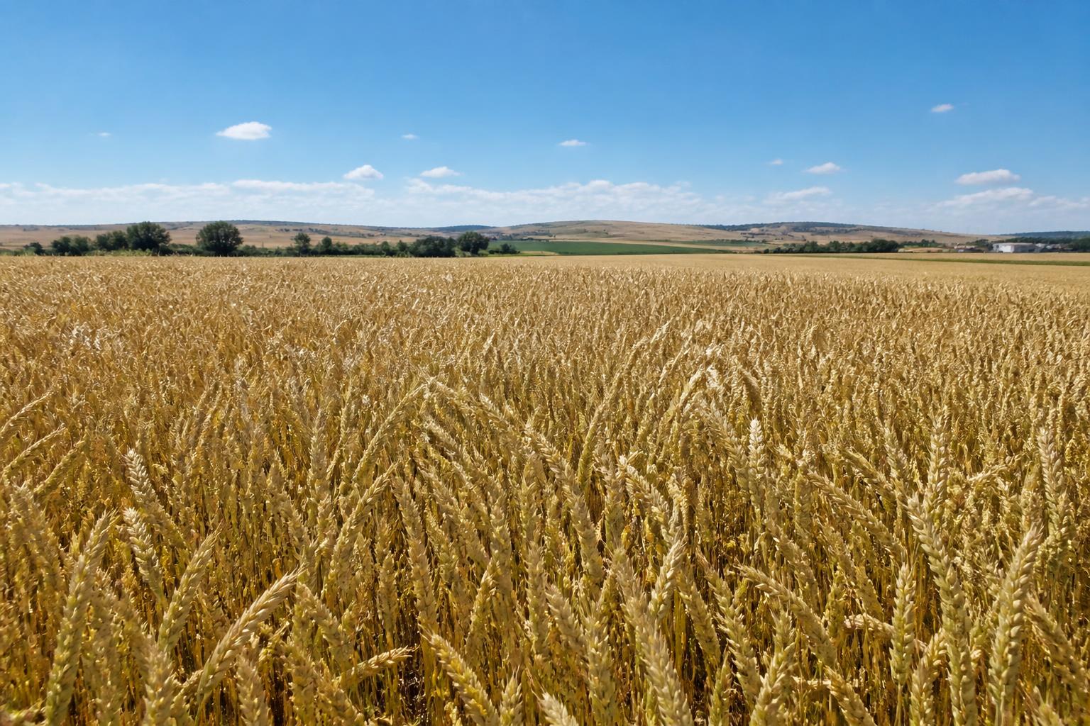 Connecticut Market Update: Managing Input Costs and Grain Sentiment - AgroPost