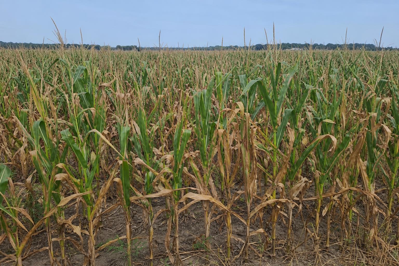 Ohio's Crop Dilemma: Crown Rot and Frost Damage Impacting Corn and Wheat Yields - AgroPost