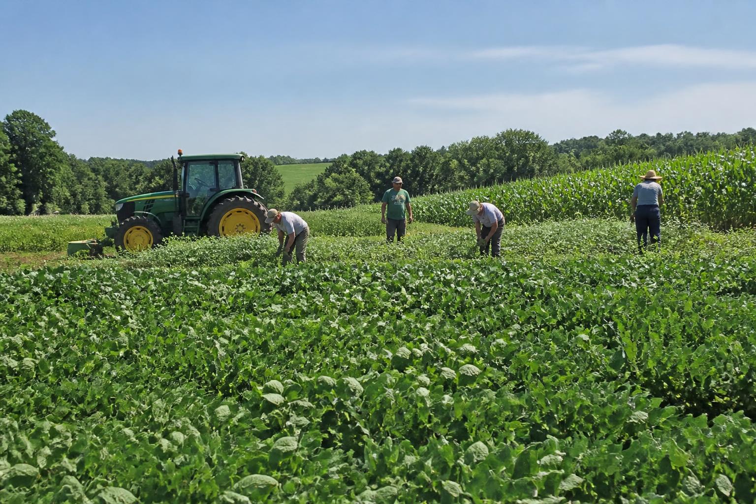 Navigating New York Crop Protection Amid Summer Market Pressures - AgroPost