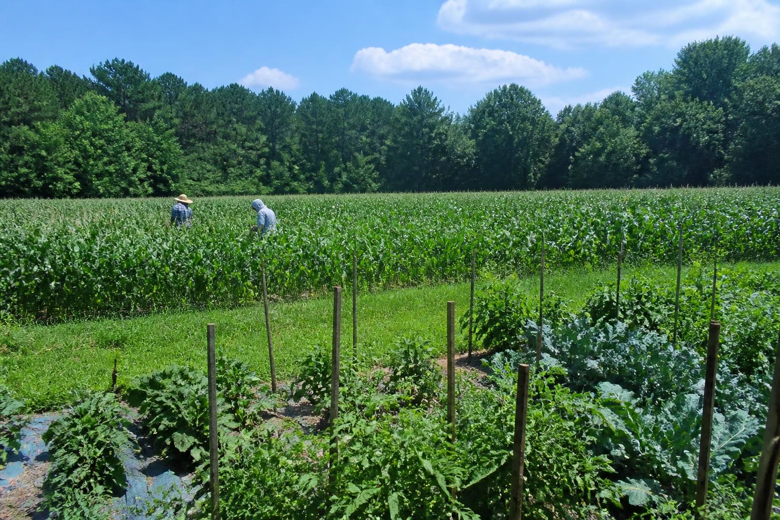 Navigating Crop Protection and Sustainability in South Carolina Agriculture - AgroPost