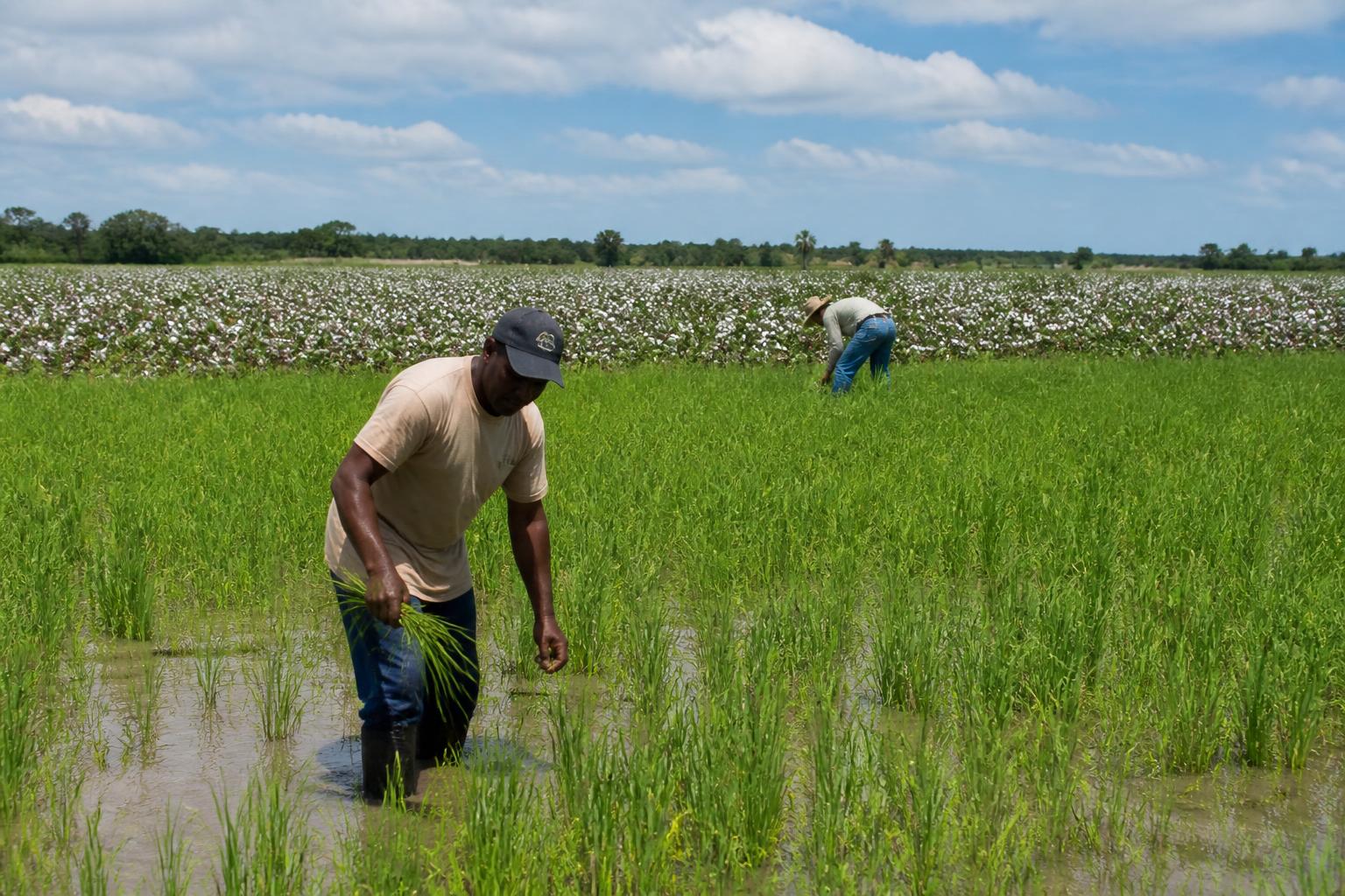 Louisiana Grain Markets: Navigating Basis Trends and Regional Logistics Challenges