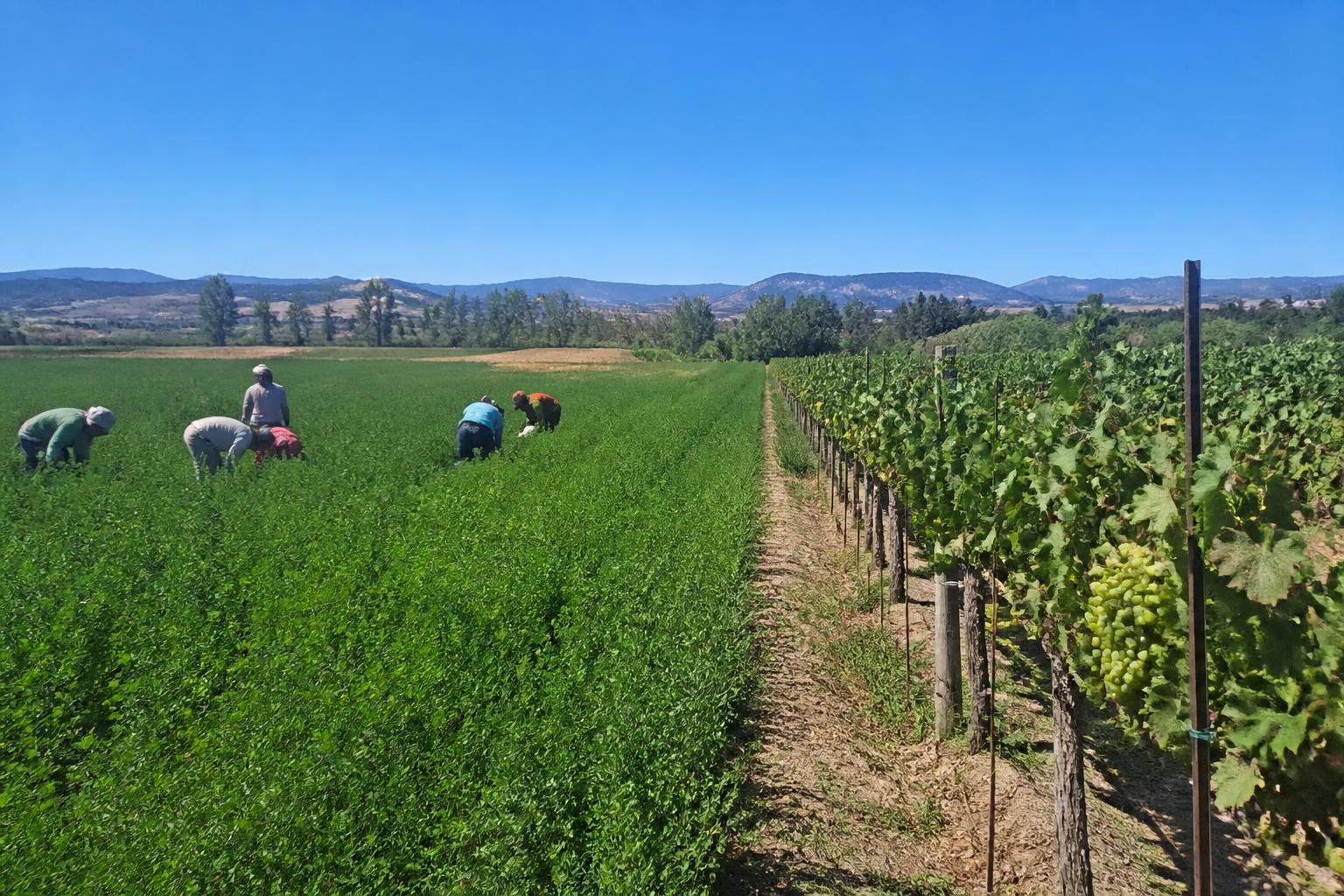 Nevada Agricultural Outlook: Navigating Input Costs and Resource Management