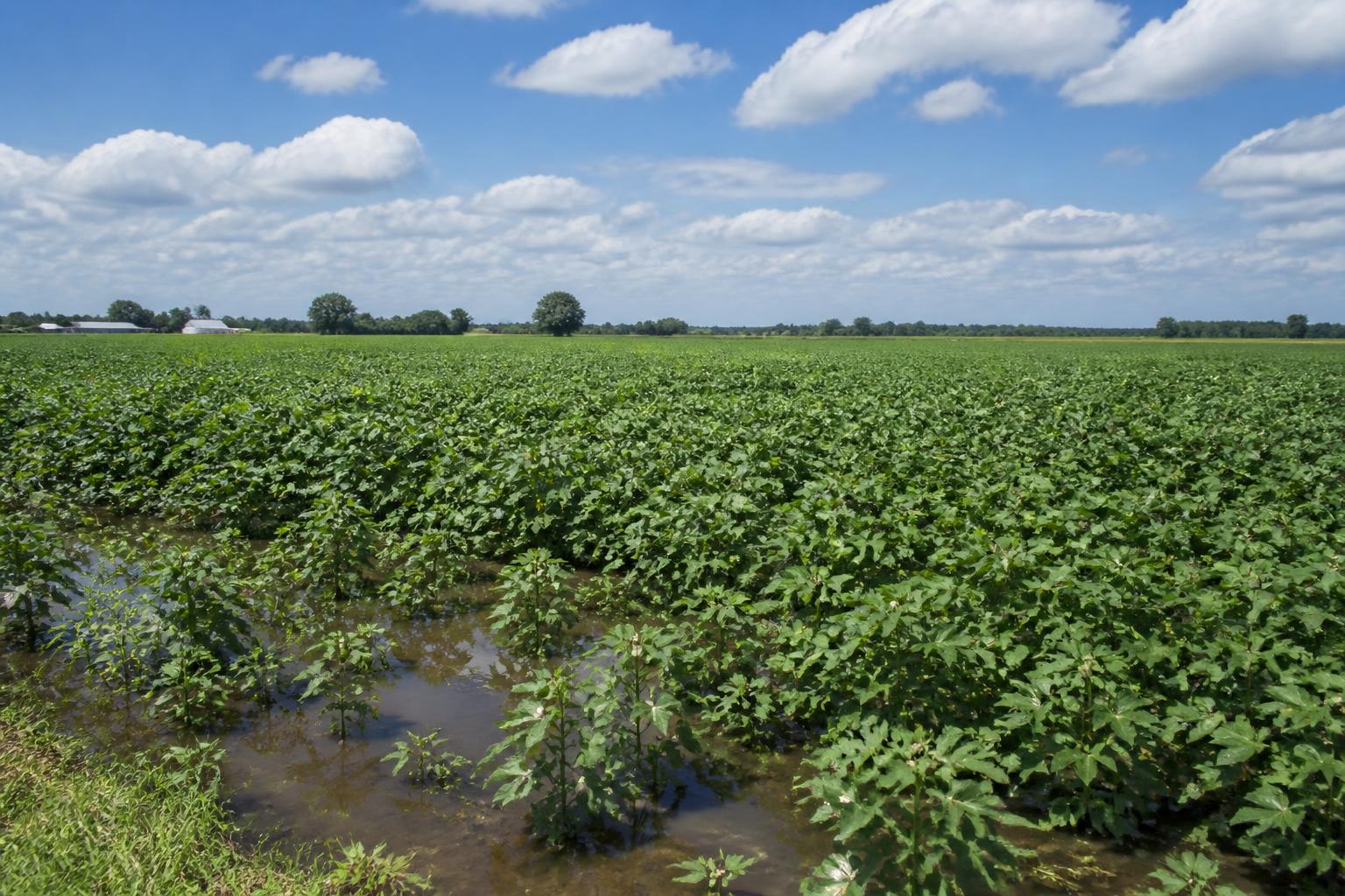 Louisiana Producers Assess Recovery and Policy Shifts Following Summer Weather Disruptions