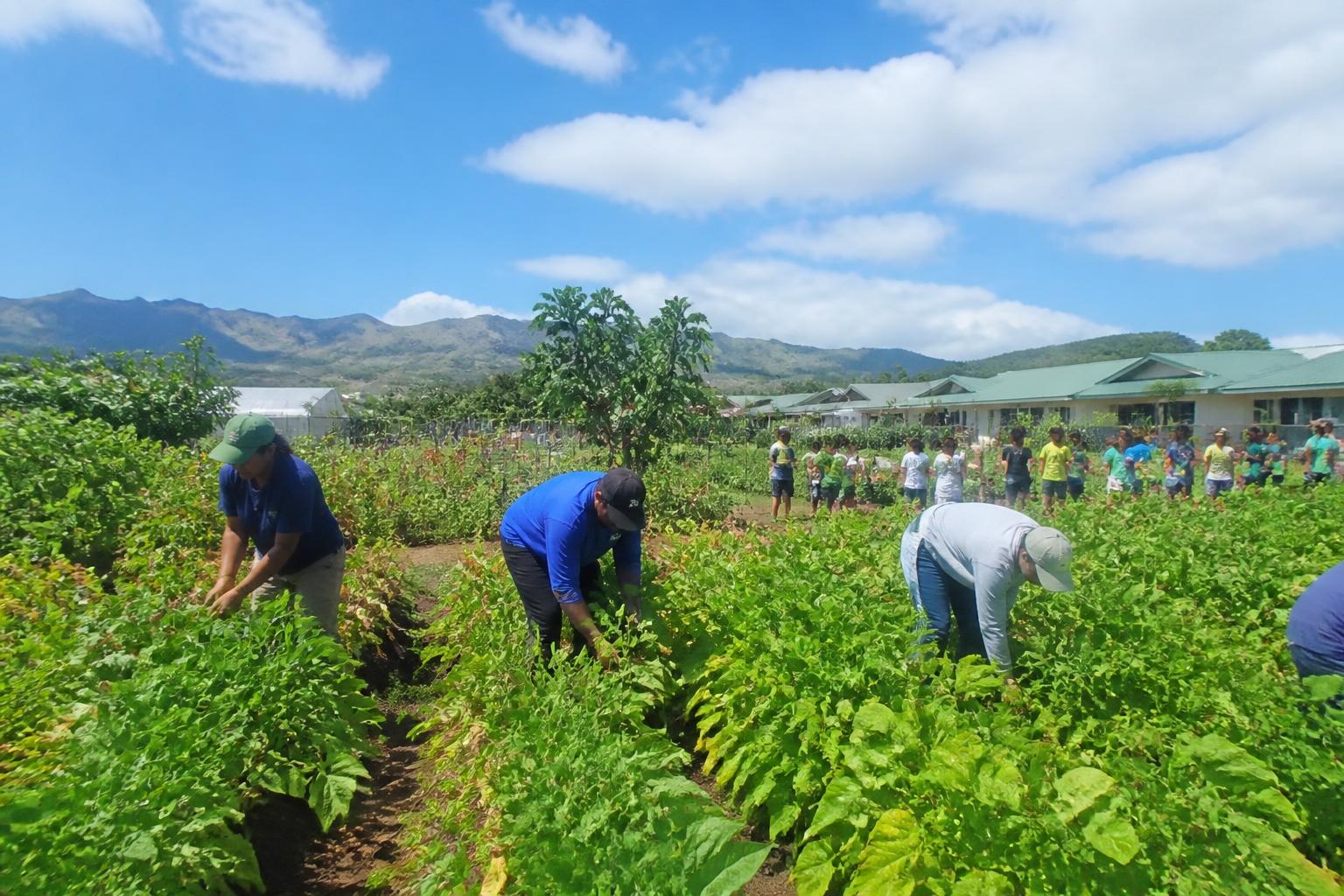 Consolidation and Local Sourcing: A Look at Hawaii's Evolving Agricultural Landscape